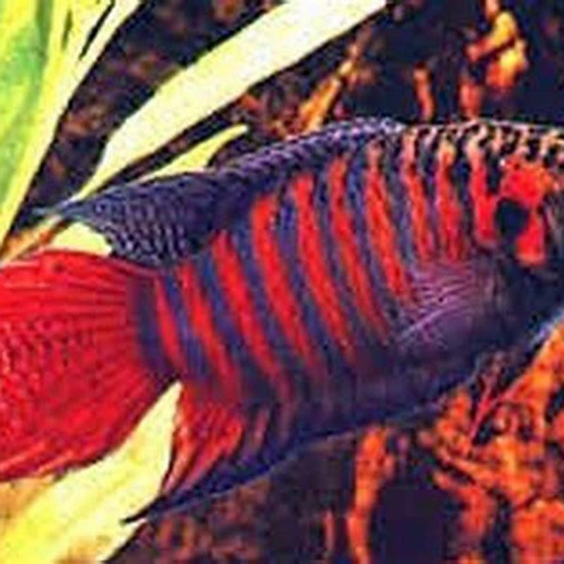 which-fish-is-known-as-paradise-fish-diy-seattle