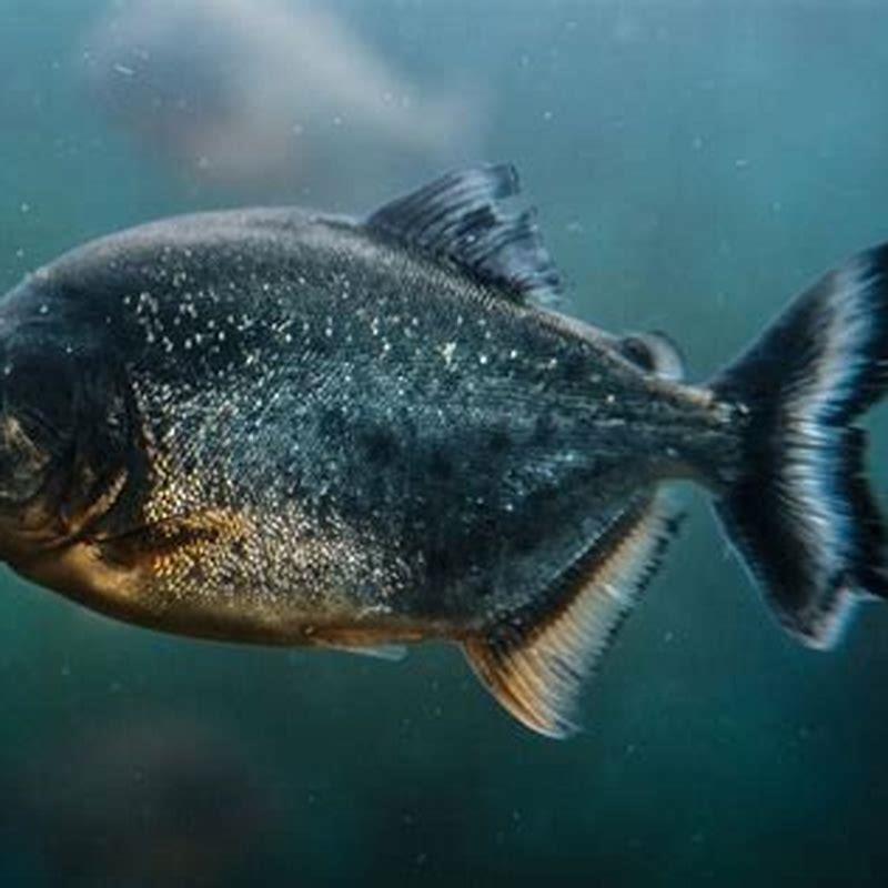 Which fish is the most aggressive?