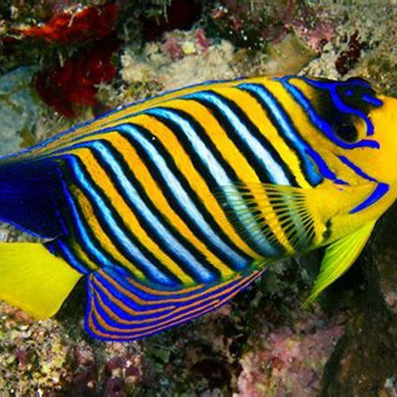 Which Fish Is The Most Expensive Fish In The World DIY Seattle