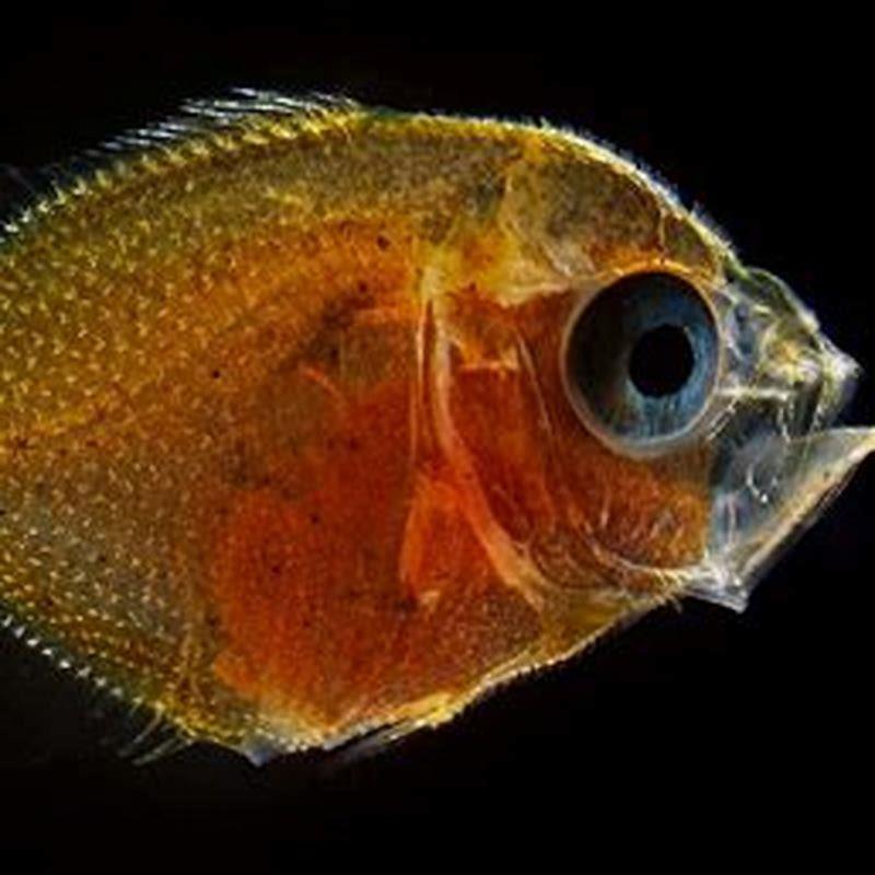 which-fish-produces-eggs-diy-seattle