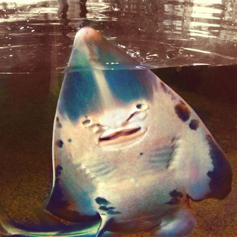 Which is the luckiest fish?