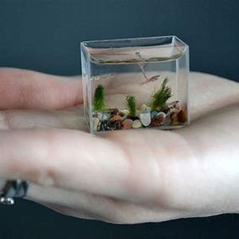 Which is the smallest aquarium fish?
