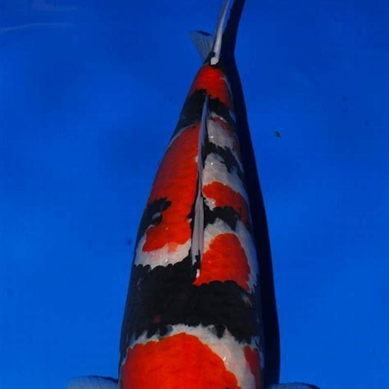 Which koi fish is most expensive?