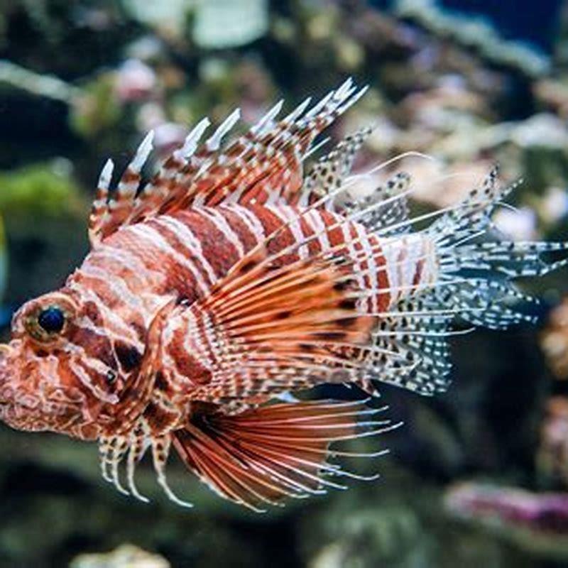 Which saltwater fish are poisonous?