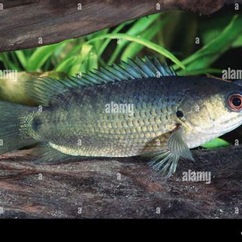 Why Anabas is called climbing perch?