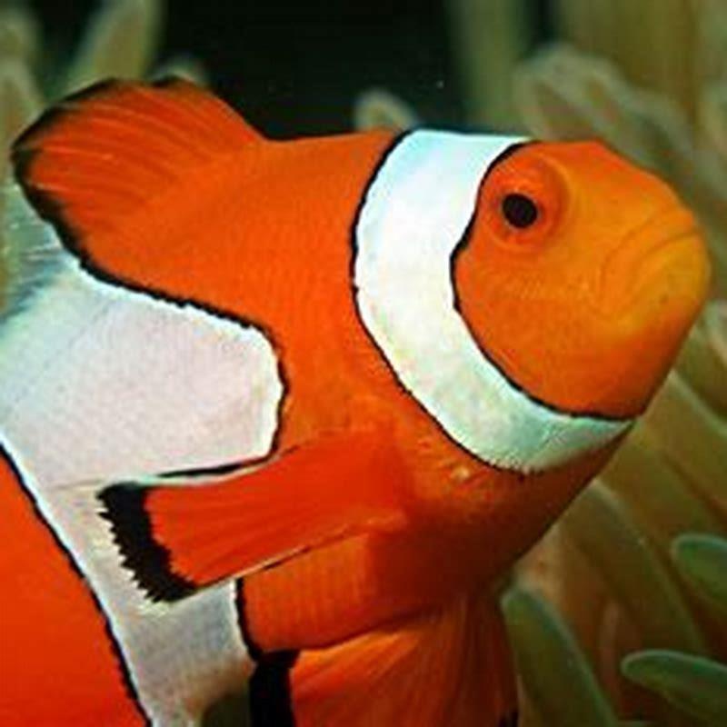 Why are clownfish orange with white stripes? - DIY Seattle