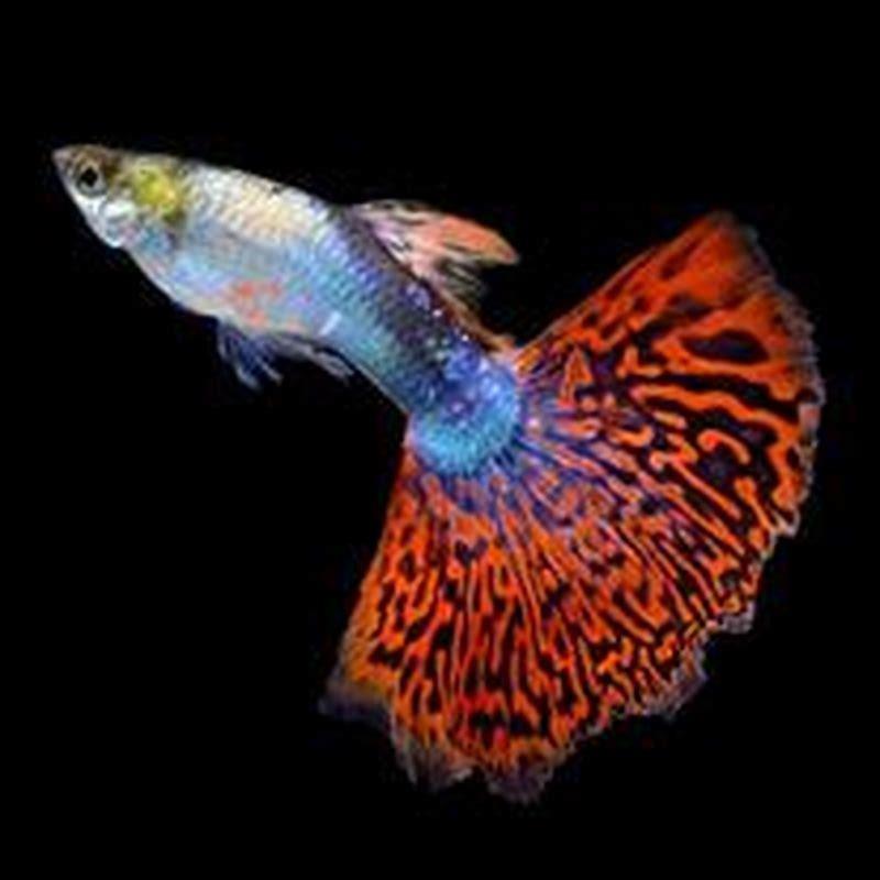 Why are guppies so popular?