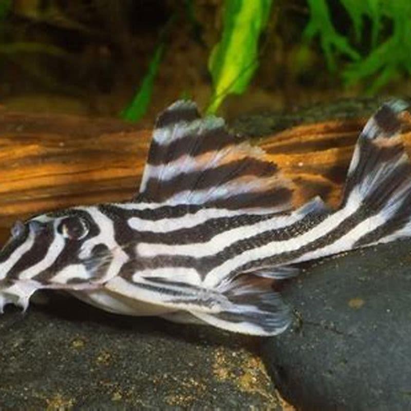 Why are Zebra Pleco so expensive?