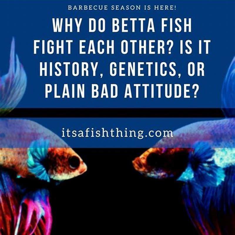 why-betta-fish-is-called-siamese-fighting-fish-diy-seattle