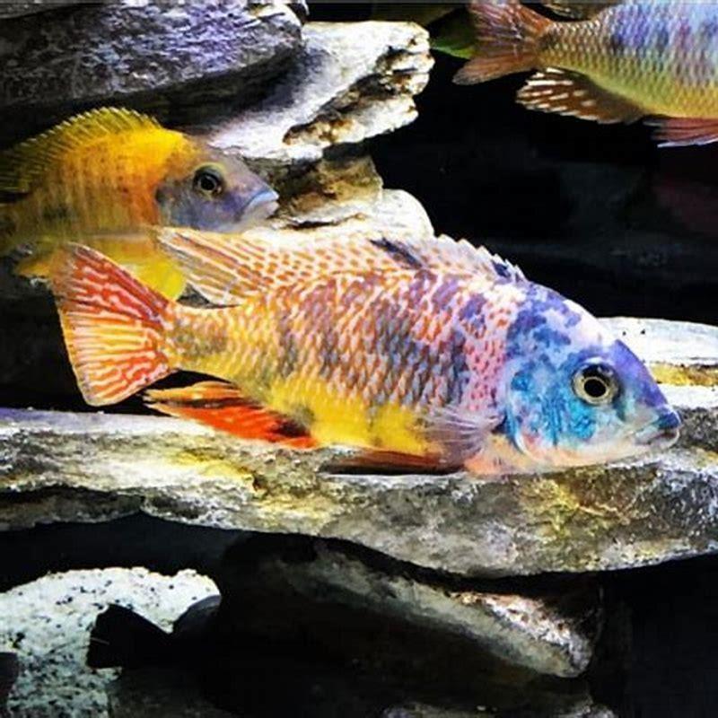 Why do cichlids chase other fish?