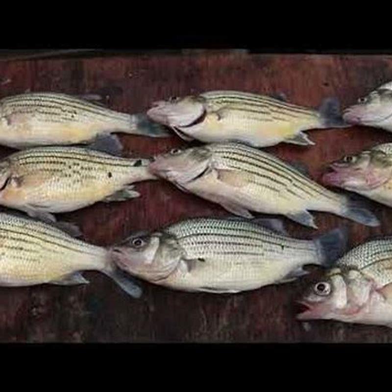 why-do-people-not-eat-freshwater-bass-diy-seattle