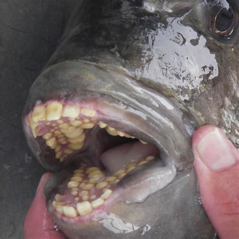 Why do sheepshead fish have human teeth?