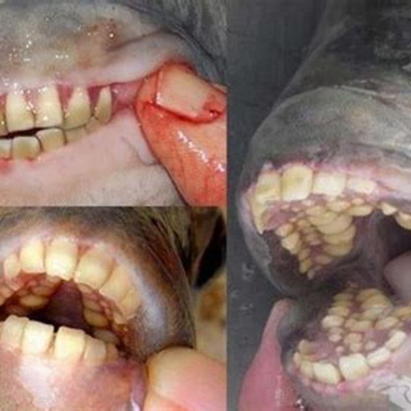 Why does the pacu fish have human teeth?
