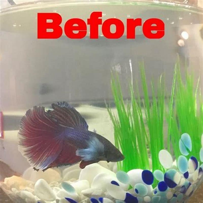 why-is-my-betta-attacking-my-other-fish-diy-seattle