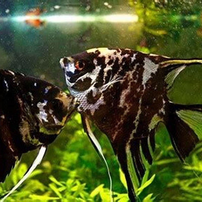 Why is my fish kissing my other fish?