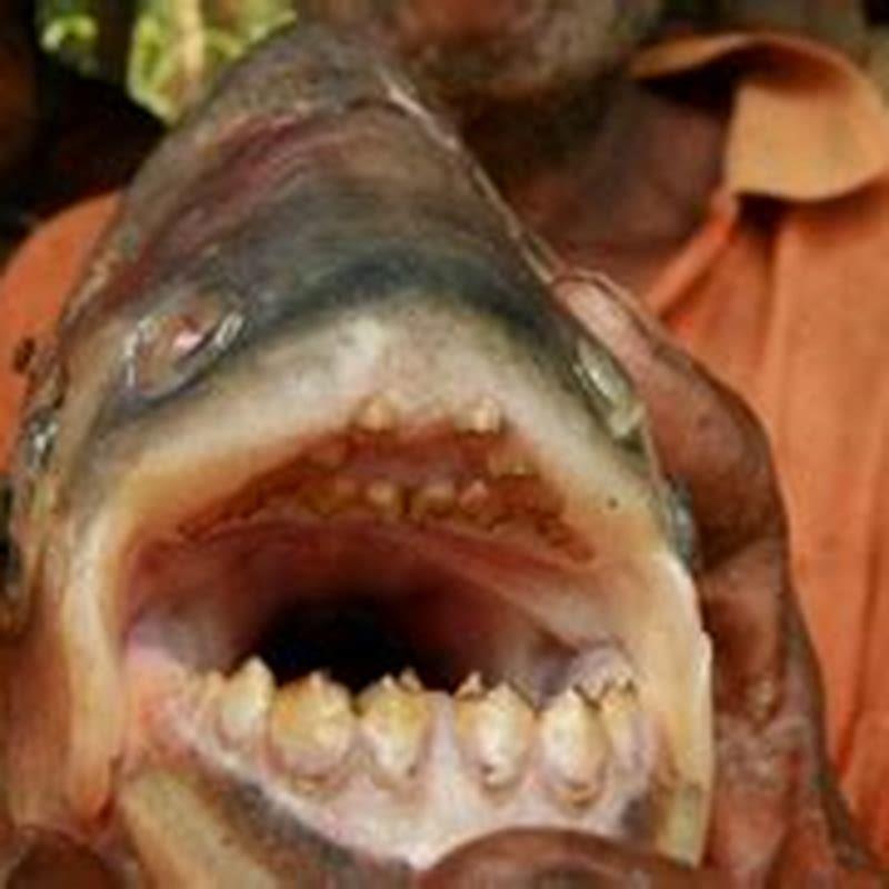 Why is the pacu fish so weird?