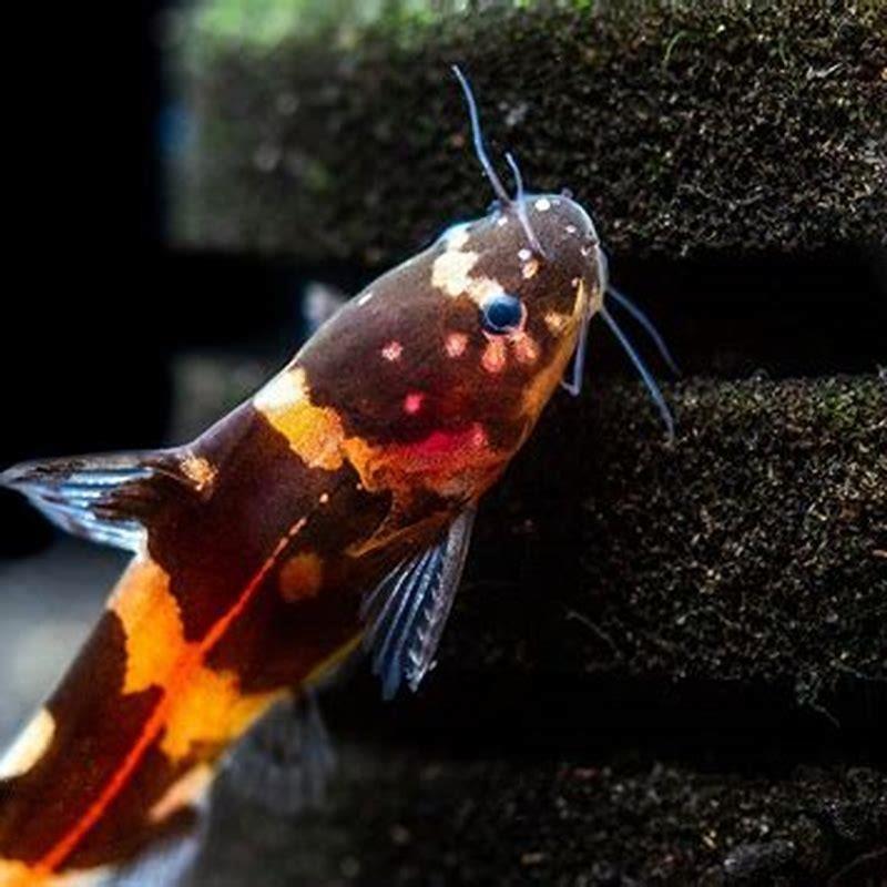 Will a bumblebee catfish eat other fish? - DIY Seattle