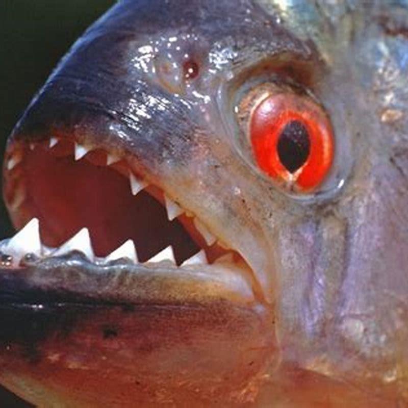 Will a piranha attack you?