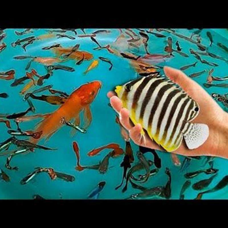 Will a tiger barb eat a guppy?