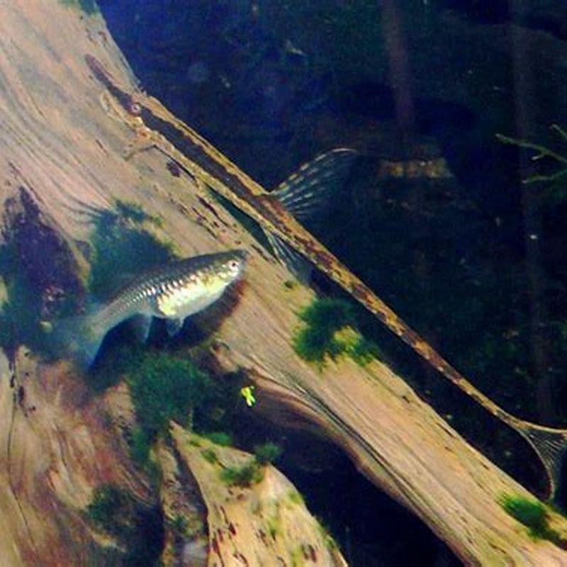 Will catfish clean algae?
