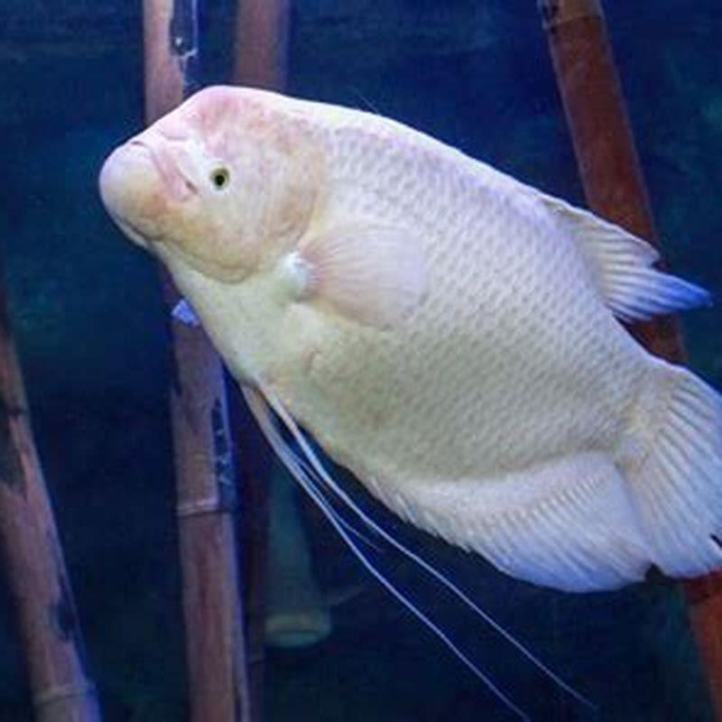 Will giant Gouramis eat smaller fish? - DIY Seattle