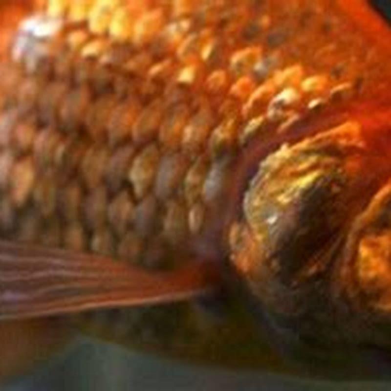 Will Koi Eat My Goldfish DIY Seattle