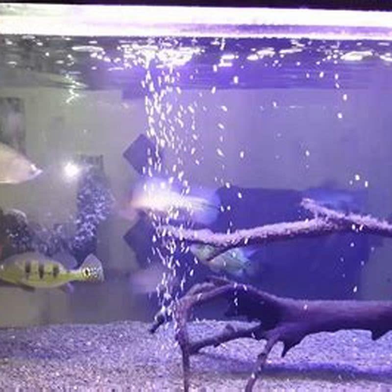 Will peacock bass eat a frog?