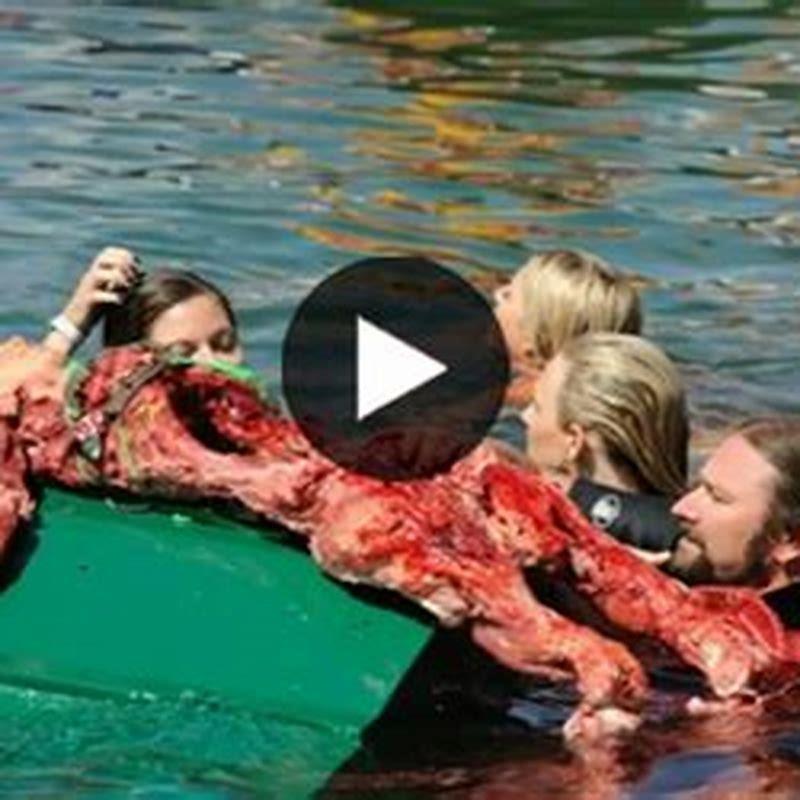 Will piranha fish attack humans?