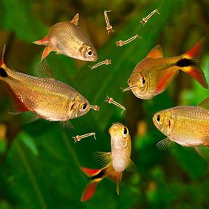 Will Pond Fish Eat Mosquito Larvae DIY Seattle
