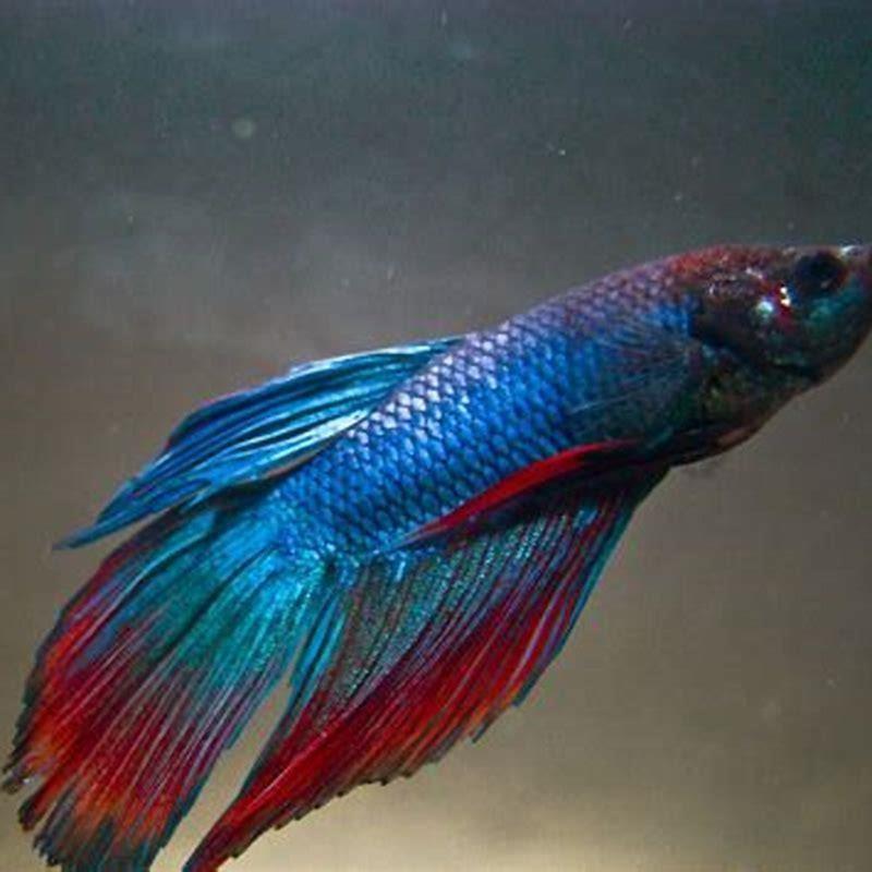 will-siamese-fighting-fish-attack-other-fish-diy-seattle