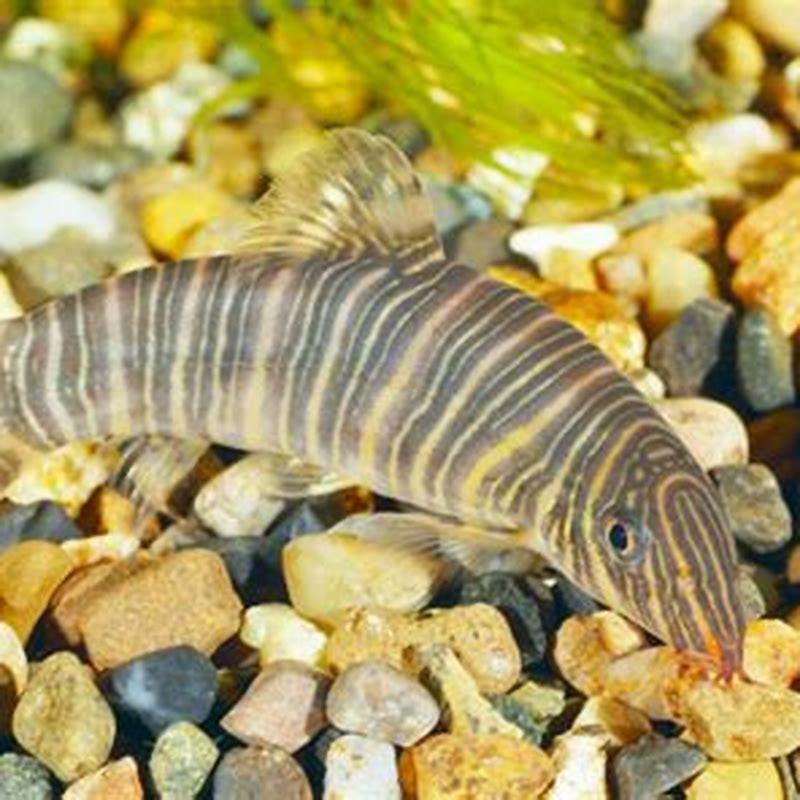 Will zebra loach eat snails?