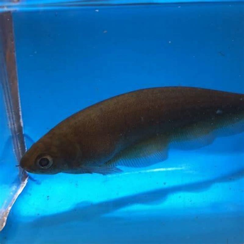 Are African knife fish aggressive?