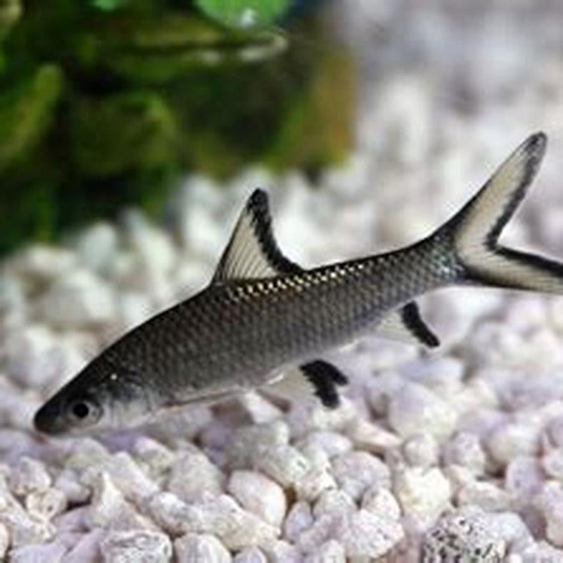 Are aquarium sharks aggressive?