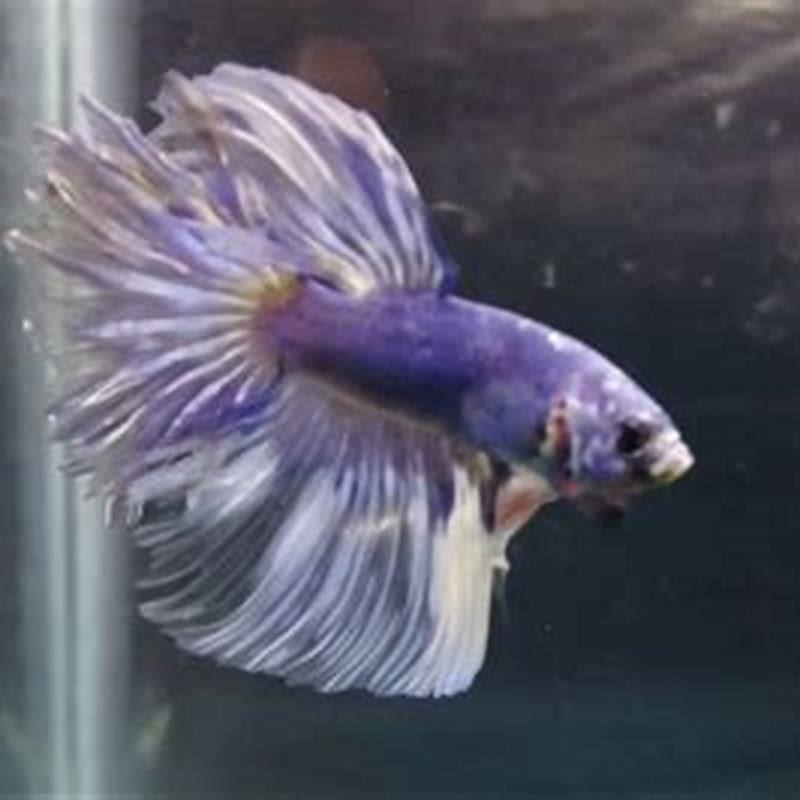 Are betta fish aggressive towards humans?
