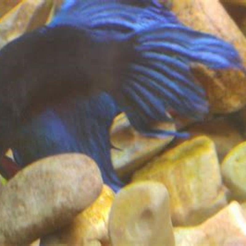 Are betta fish mouth breathers?