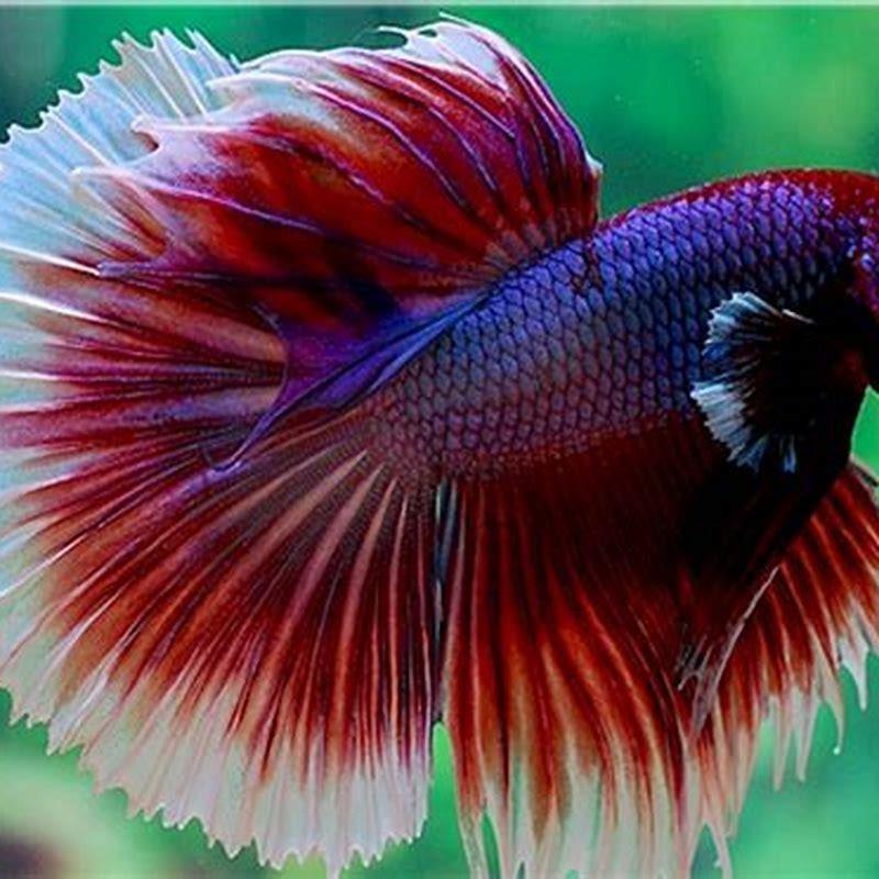 Are Bettas Popular DIY Seattle are-bettas-popular-diy-seattle