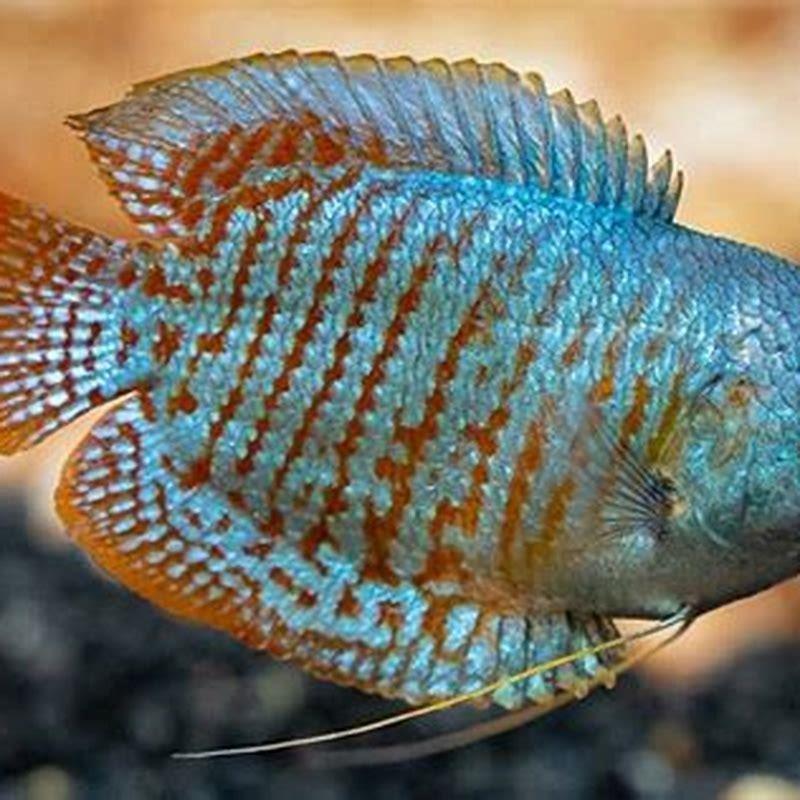 Are Blue Gouramis peaceful?