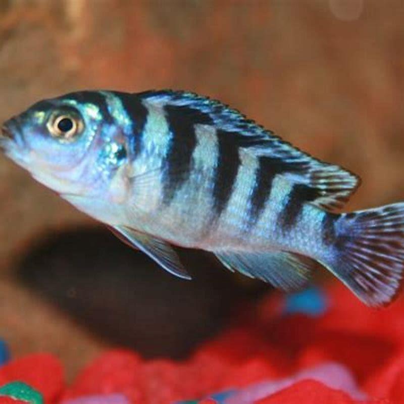 Are blue zebra cichlids aggressive?