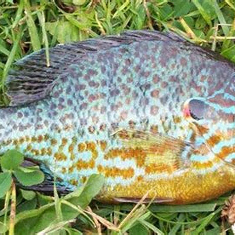 Are bluegill sunfish good to eat?