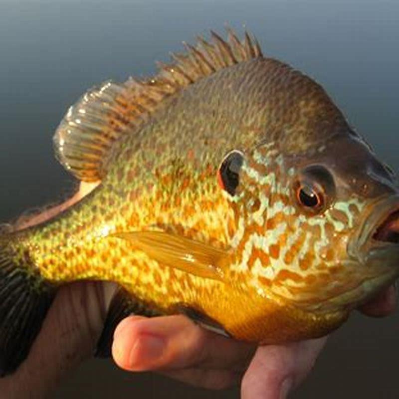Are bluegills and sunfish the same?
