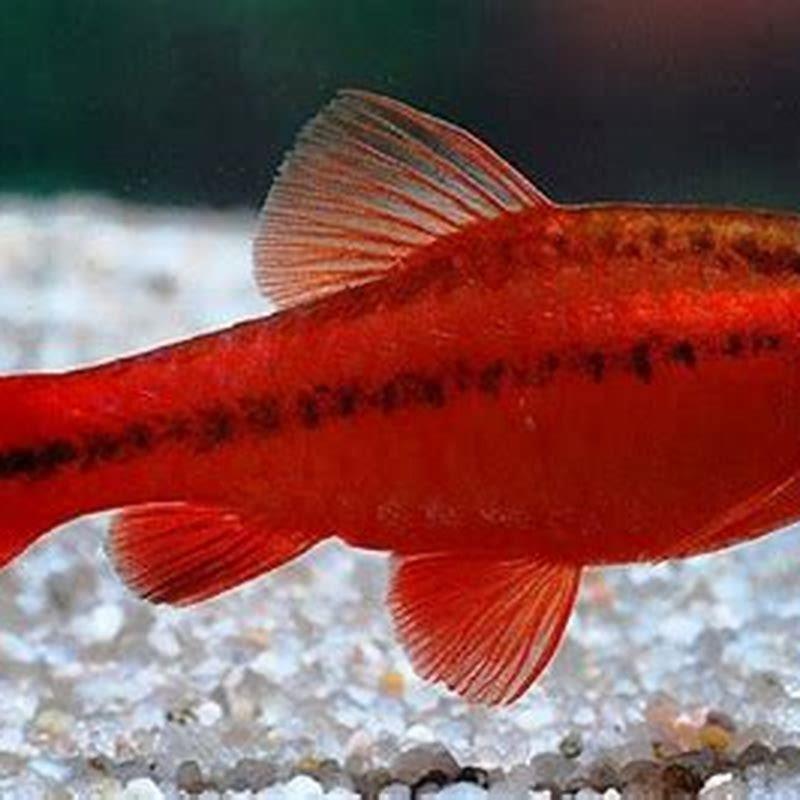 Are cherry barbs peaceful?