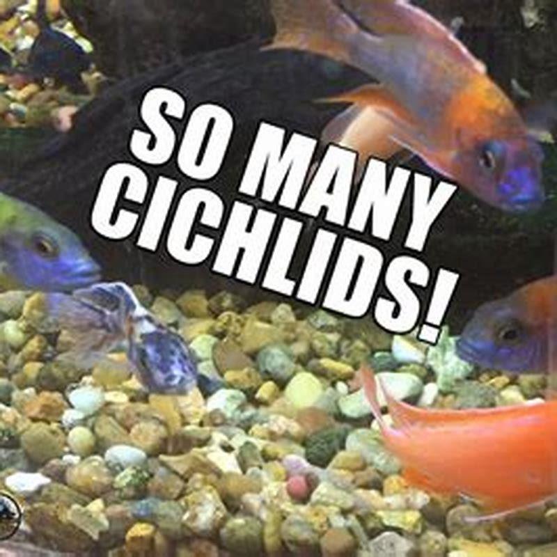 Are cichlids always hungry?