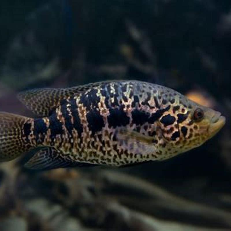 Are cichlids predatory fish?