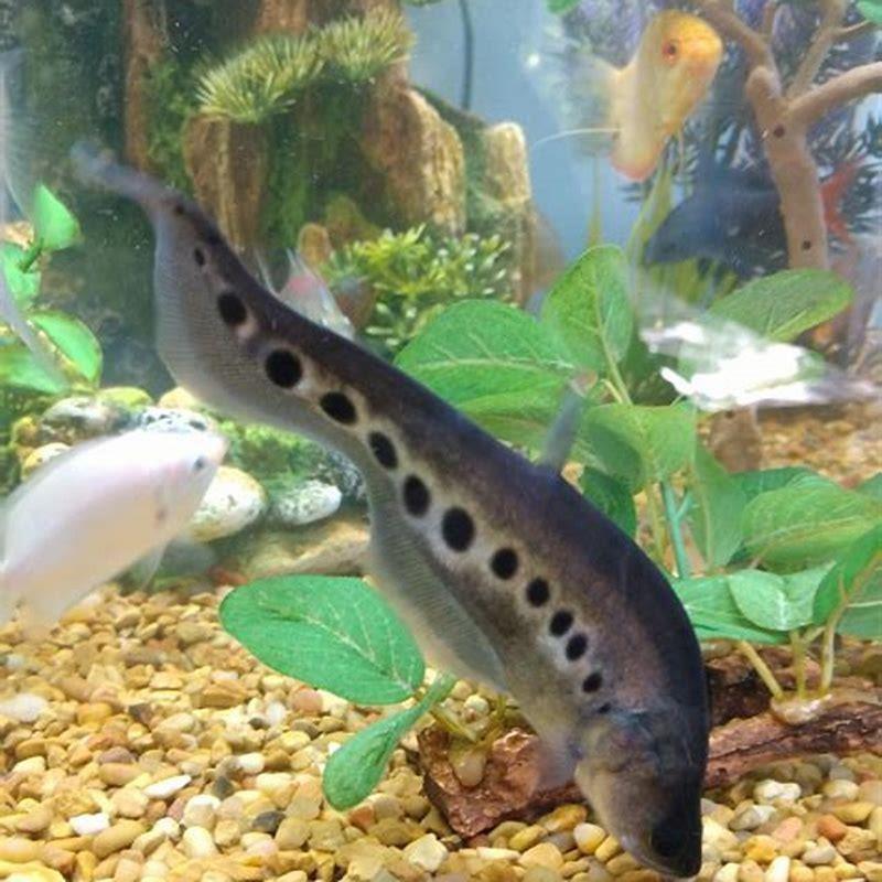 Are clown knife fish harmful?