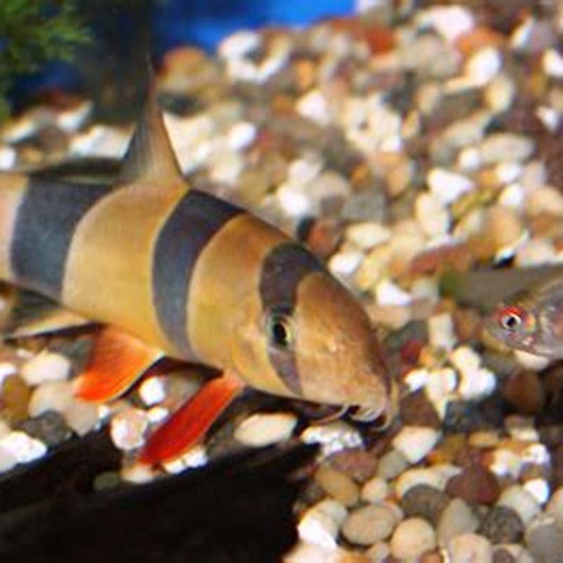 Are clown loaches algae eaters?