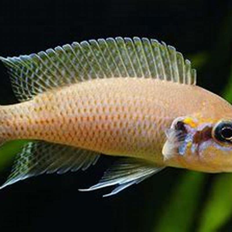 Are fairy cichlids aggressive?
