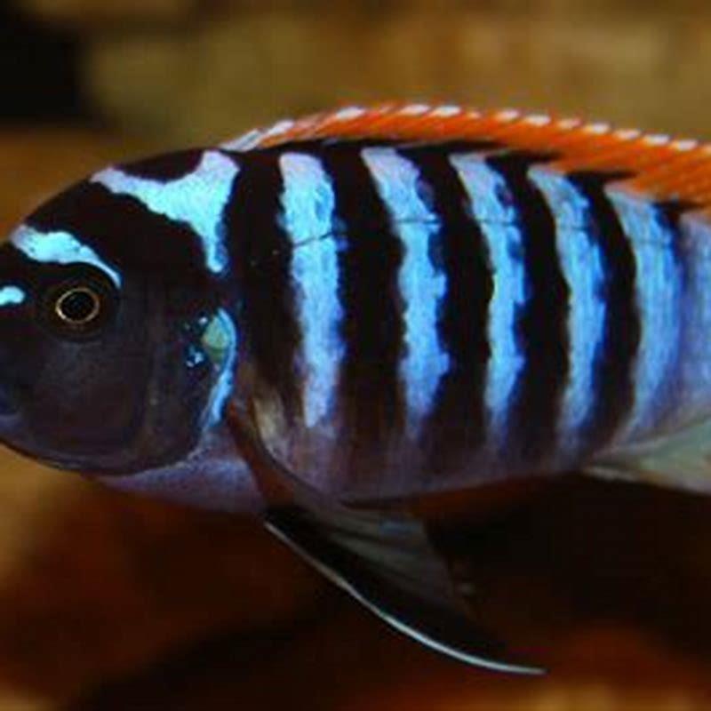 Are female zebra cichlids aggressive?