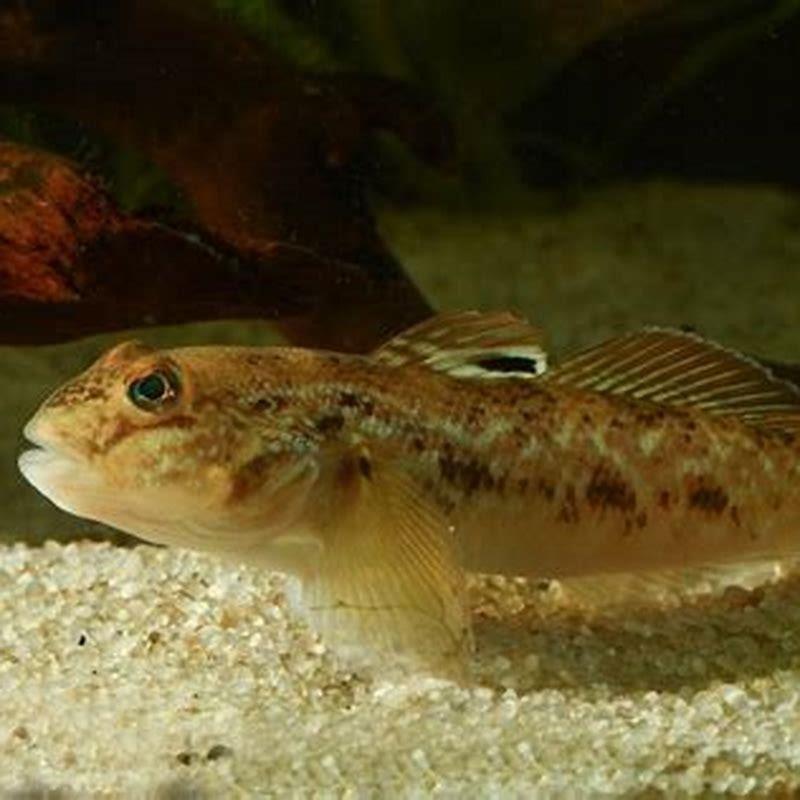 are-freshwater-gobies-aggressive-diy-seattle