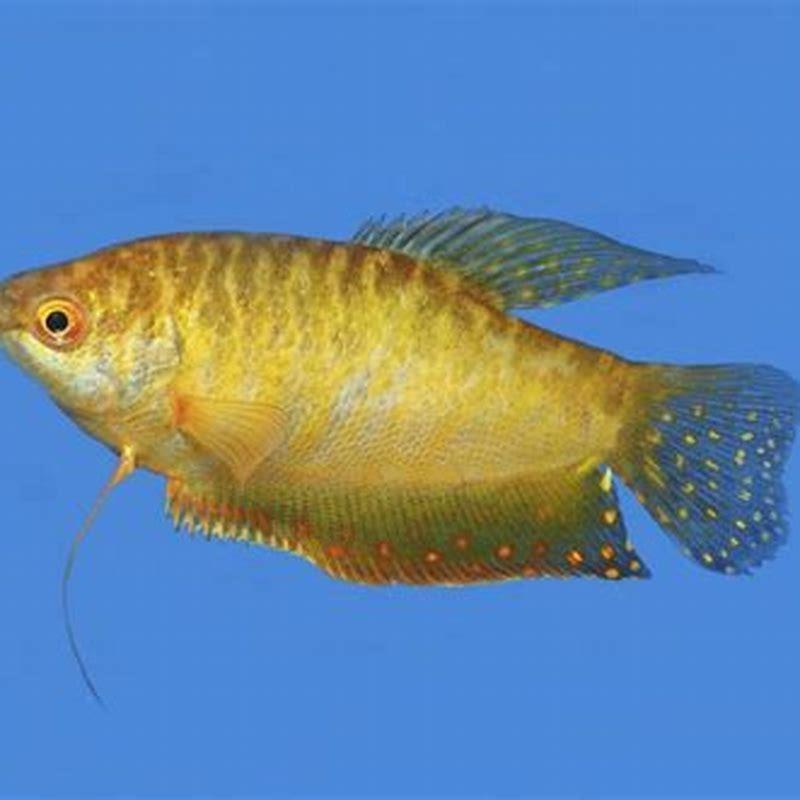 Are gouramis aggressive towards other fish?