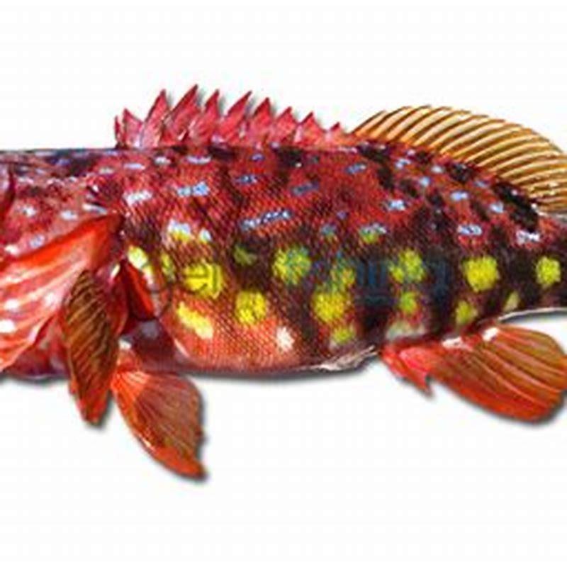 Are harlequin fish good eating?